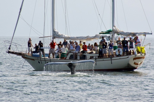 avistamento de baleias do barco